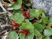 Salix herbacea 7, Saxifraga-Dirk Hilbers