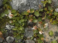 Salix herbacea 9, Saxifraga-Willem van Kruijsbergen