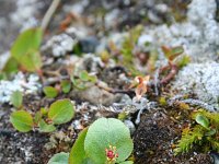 Salix herbacea 14, Saxifraga-Jeroen Willemsen