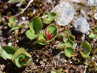 Salix herbacea 15, Saxifraga-Simone van Velzen