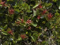 Salix herbacea 3, Saxifraga-Willem van Kruijsbergen