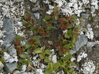 Salix herbacea 5, Saxifraga-Willem van Kruijsbergen