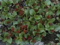 Salix herbacea 6, Saxifraga-Willem van Kruijsbergen