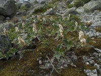 Salix lanata 2, Saxifraga-Willem van Kruijsbergen