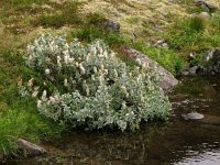 Salix lanata 5, Saxifraga-Harry van Oosterhout