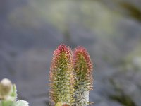 Salix lanata 9, Saxifraga-Jan Nijendijk