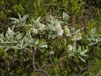 Salix lanata 3, Saxifraga-Willem van Kruijsbergen