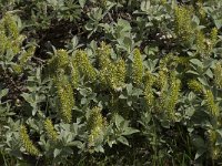 Salix lanata 4, Saxifraga-Willem van Kruijsbergen