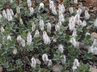 Salix lanata 6, Saxifraga-Harry van Oosterhout