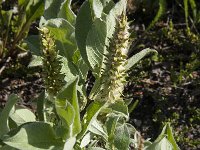 Salix lanata 7, Saxifraga-Jan van der Straaten