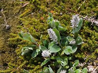 Salix lanata 8, Saxifraga-Jan Nijendijk