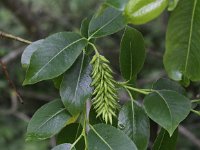 Salix pentandra 2, Laurierwilg, Saxifraga-Peter Meininger