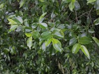 Salix pentandra 3, Laurierwilg, Saxifraga-Peter Meininger