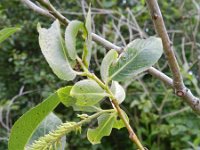Salix pentandra 4, Laurierwilg, Saxifraga-Rutger Barendse