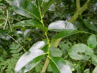 Salix pentandra 5, Laurierwilg, Saxifraga-Rutger Barendse