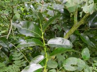Salix pentandra 6, Laurierwilg, Saxifraga-Rutger Barendse