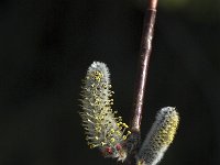 Salix purpurea, Purple Willow