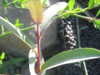 Salix purpurea 3, Bittere wilg, Saxifraga-Rutger Barendse