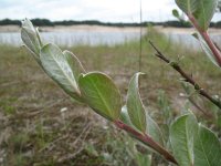 Salix repens, Creeping Willow