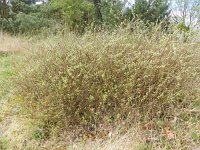 Salix repens 12, Kruipwilg, Saxifraga-Rutger Barendse