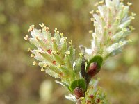Salix repens 13, Kruipwilg, Saxifraga-Rutger Barendse