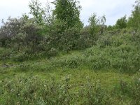 Salix repens 15, Kruipwilg, Saxifraga-Hans Boll