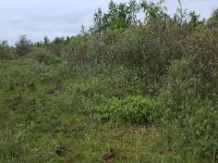 Salix repens 17, Kruipwilg, Saxifraga-Hans Boll