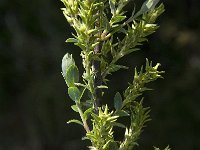 Salix repens 2, Kruipwilg, Saxifraga-Jan van der Straaten