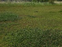 Salix repens 22, Kruipwilg, Saxifraga-Hans Boll