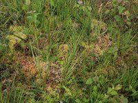 Salix repens 29, Kruipwilg, Saxifraga-Hans Boll