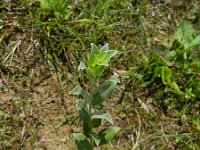 Salix repens 30, Kruipwilg, Saxifraga-Rutger Barendse