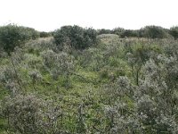 Salix repens 6, Kruipwilg, Saxifraga-Hans Boll