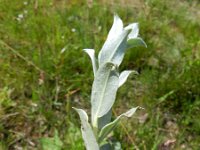 Salix repens 31, Kruipwilg, Saxifraga-Rutger Barendse