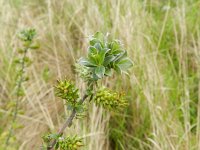 Salix repens 32, Kruipwilg, Saxifraga-Rutger Barendse