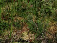 Salix repens 9, Kruipwilg, Saxifraga-Hans Boll