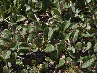 Salix reticulata 18, Saxifraga-Harry Jans