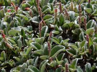 Salix reticulata 19, Saxifraga-Harry Jans
