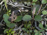 Salix reticulata 2, Saxifraga-Willem van Kruijsbergen
