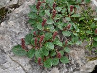 Salix reticulata 21, Saxifraga-Harry Jans