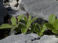 Salix reticulata 4, Saxifraga-Willem van Kruijsbergen