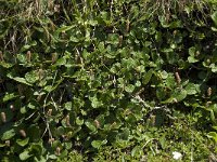 Salix reticulata 6, Saxifraga-Willem van Kruijsbergen
