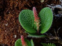 Salix reticulata 11, Saxifraga-Ed Stikvoort