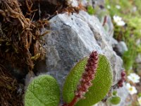 Salix reticulata 12, Saxifraga-Ed Stikvoort