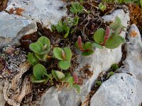 Salix reticulata 13, Saxifraga-Ed Stikvoort