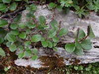 Salix reticulata 14, Saxifraga-Simone van Velzen