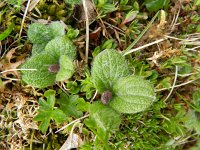 Salix reticulata 15, Saxifraga-Rutger Barendse