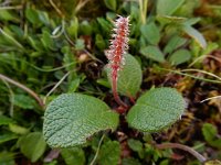 Salix reticulata 16, Saxifraga-Ed Stikvoort