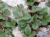 Salix reticulata 17, Saxifraga-Harry Jans