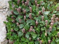 Salix reticulata 20, Saxifraga-Harry Jans