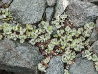 Salix reticulata 22, Saxifraga-Luuk Vermeer